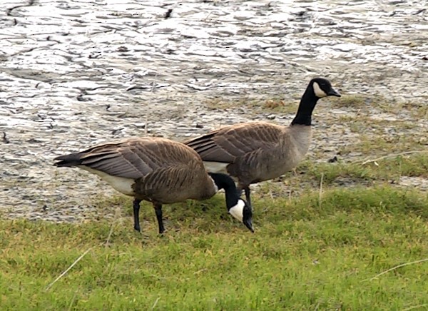 Canada Goose (canadensis Group) - ML205032321