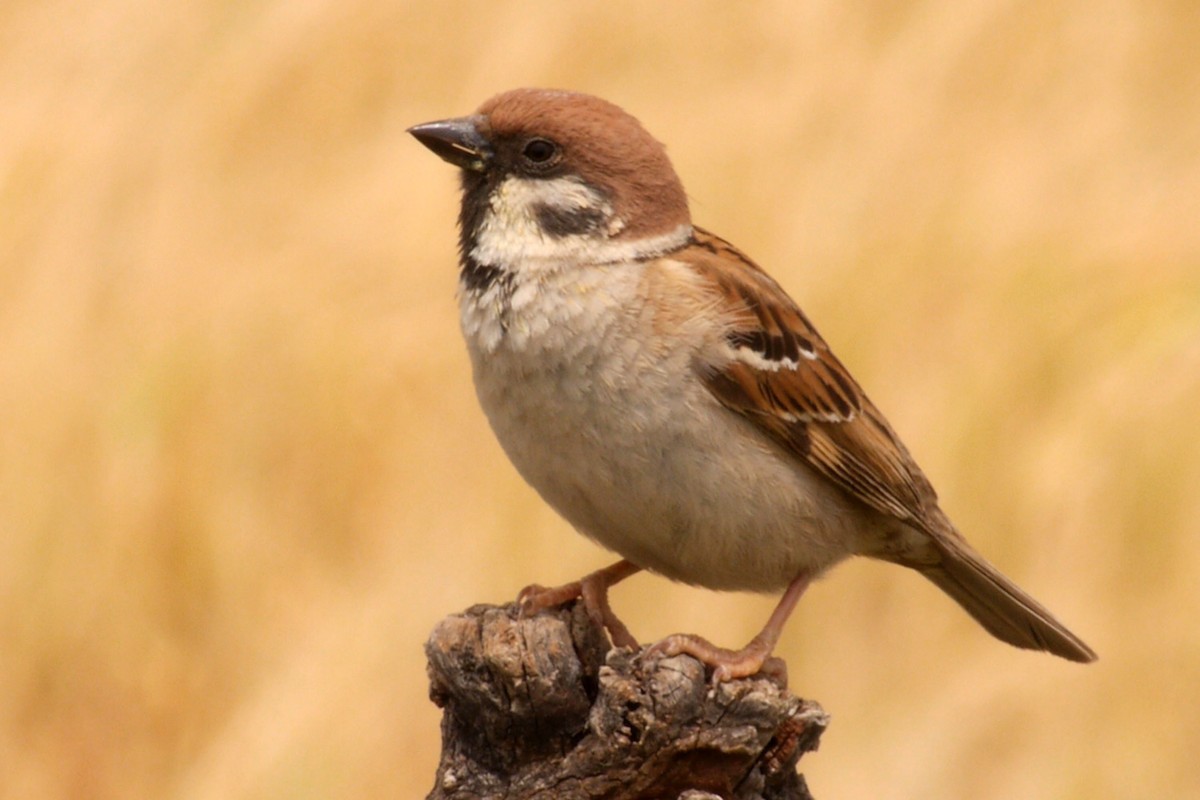 Eurasian Tree Sparrow - ML205032671