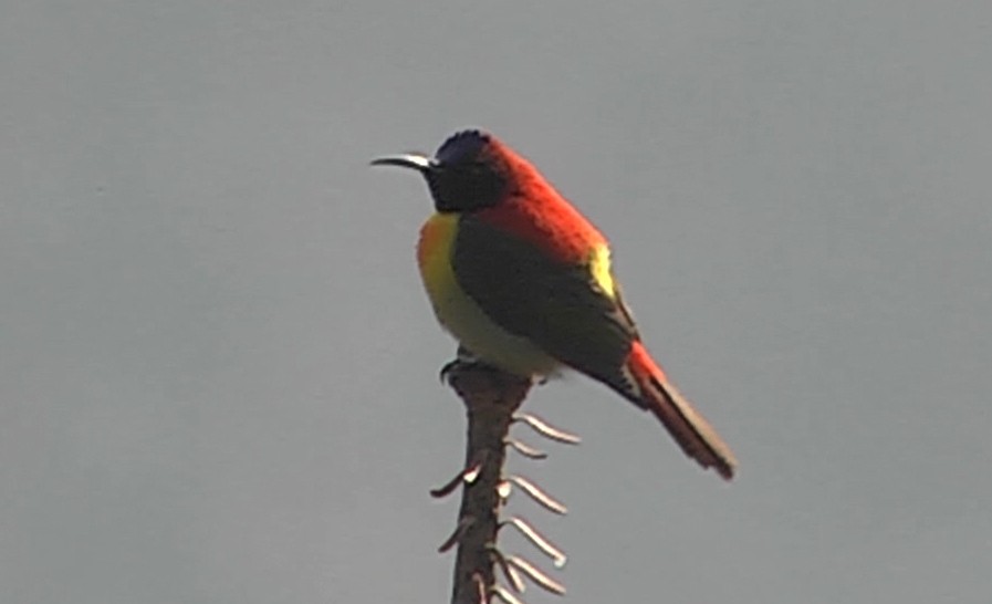 Fire-tailed Sunbird - ML205032891