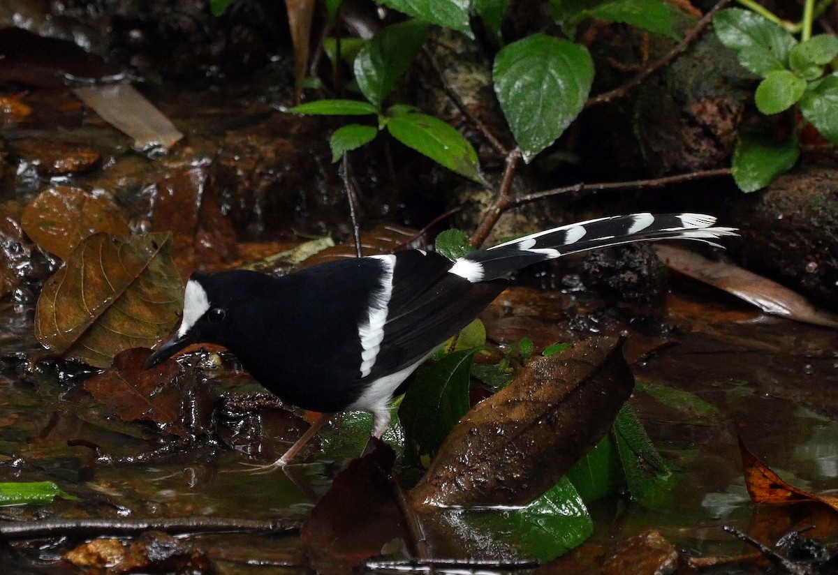 White-crowned Forktail (Northern) - Josep del Hoyo