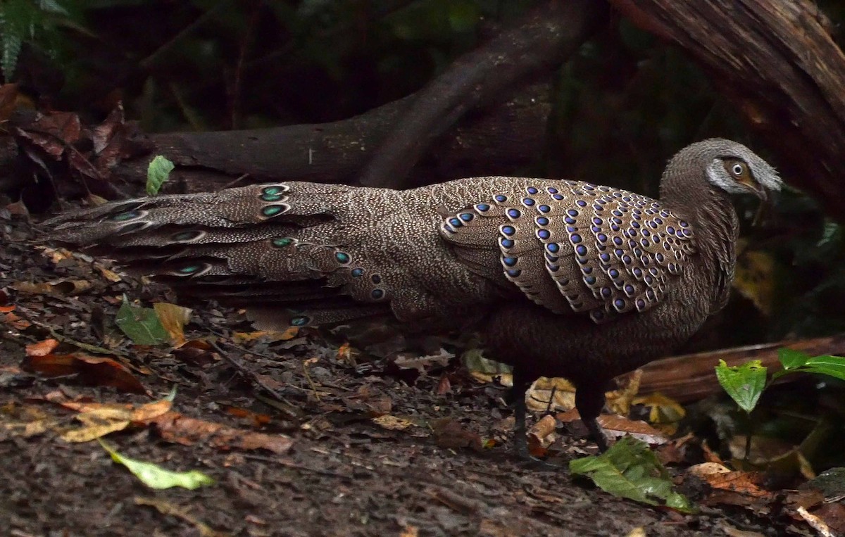 Gray Peacock-Pheasant - Josep del Hoyo