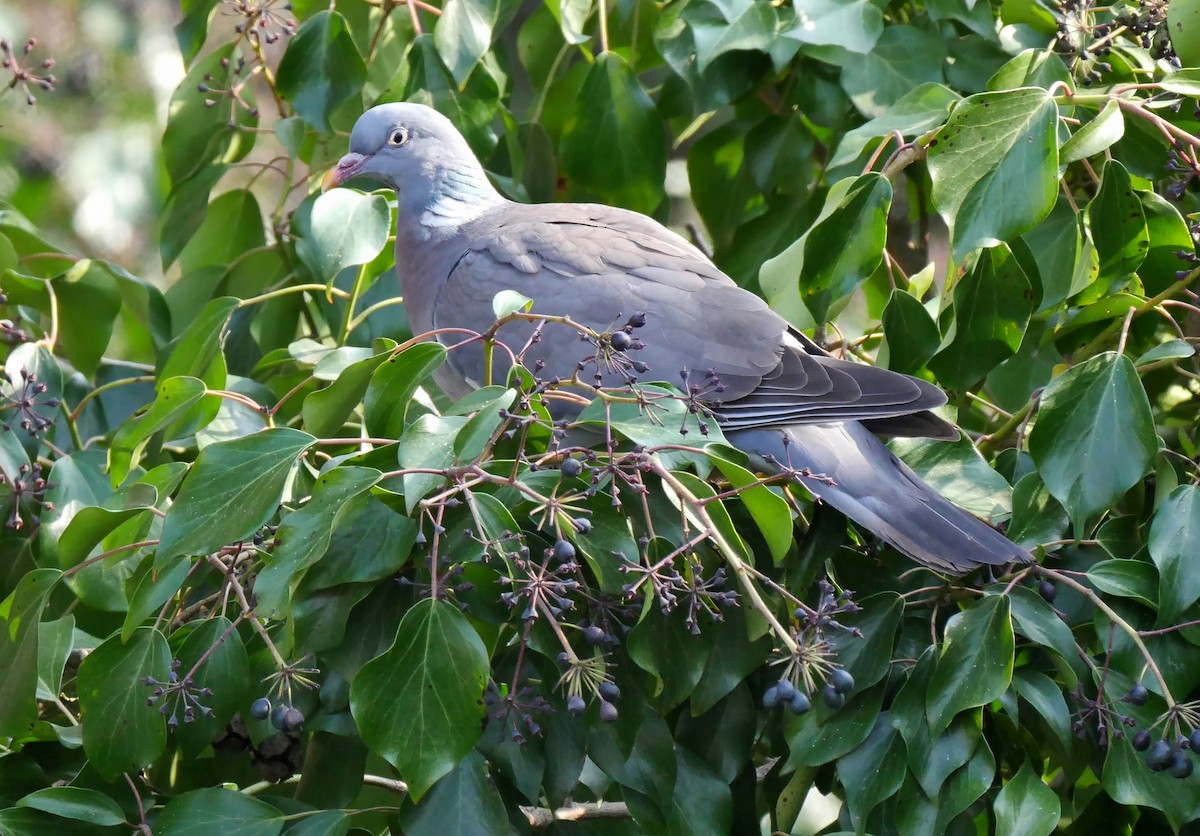 Common Wood-Pigeon (White-necked) - Josep del Hoyo