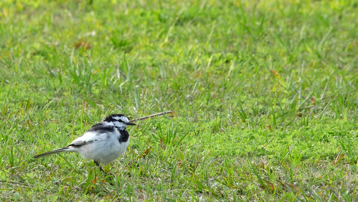 White Wagtail (Black-backed) - ML205033501
