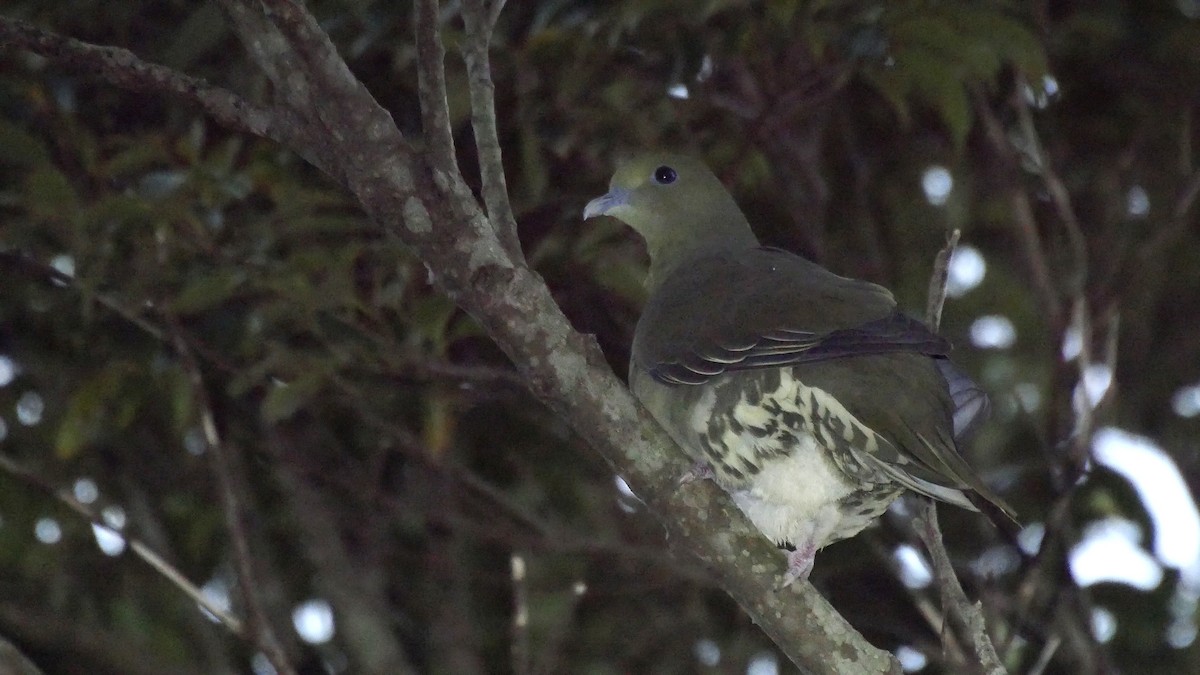 Whistling Green-Pigeon (Ryukyu) - ML205033561