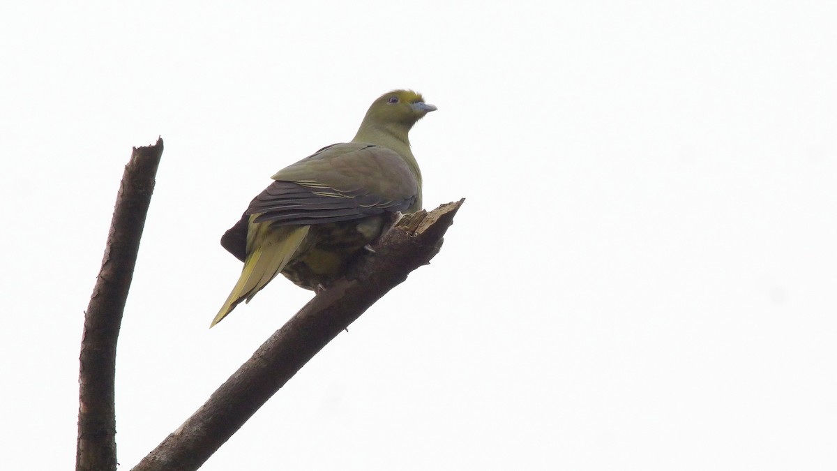 Whistling Green-Pigeon (Ryukyu) - ML205033751