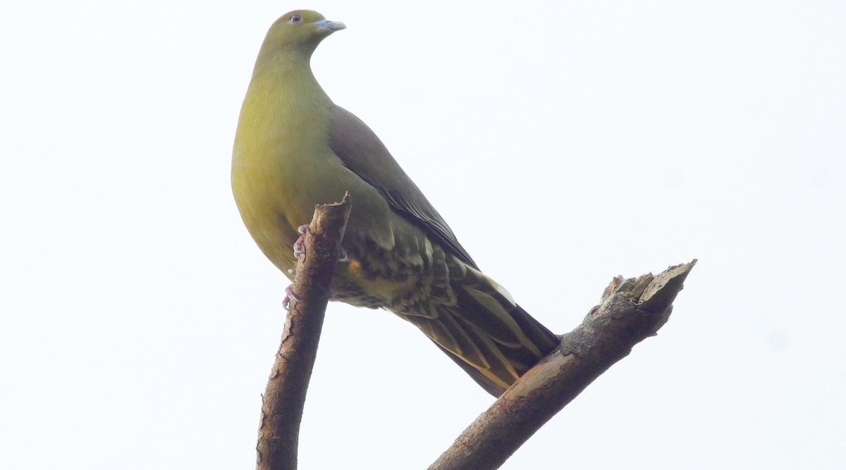 Whistling Green-Pigeon (Ryukyu) - ML205033761