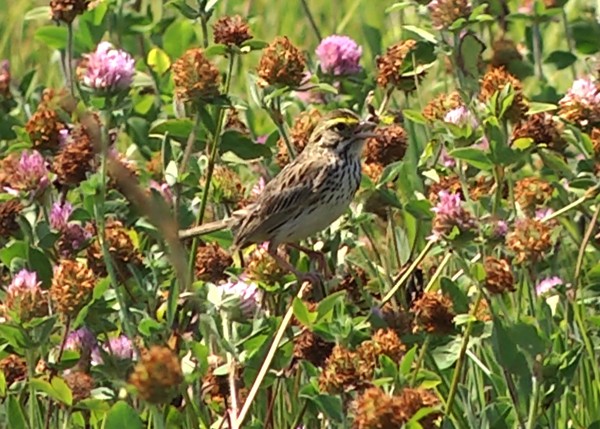 Savannah Sparrow (Savannah) - Josep del Hoyo