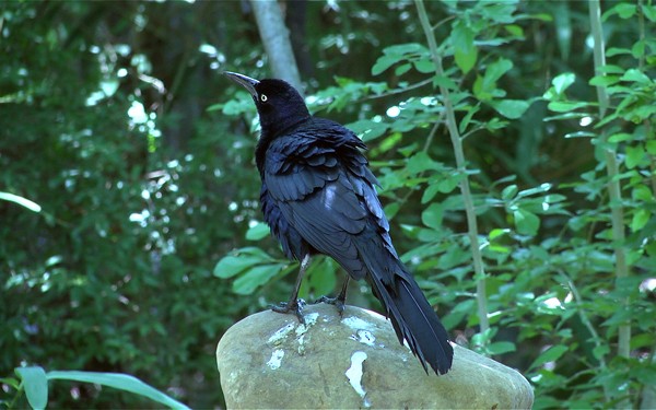 Great-tailed Grackle - ML205033981
