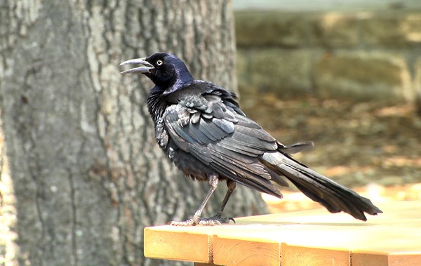 Great-tailed Grackle - ML205033991