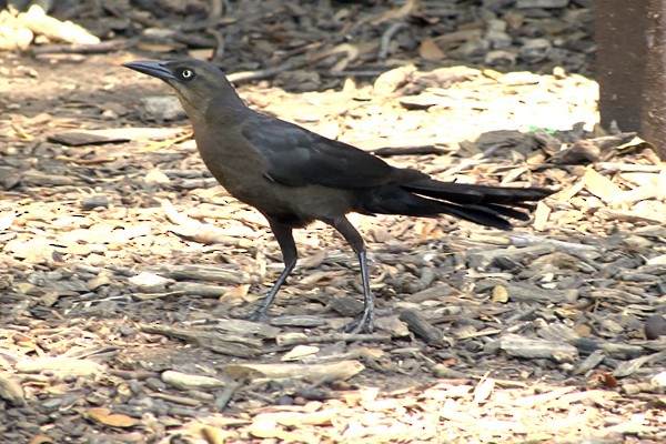 Great-tailed Grackle - ML205034001
