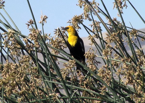 Yellow-headed Blackbird - Josep del Hoyo