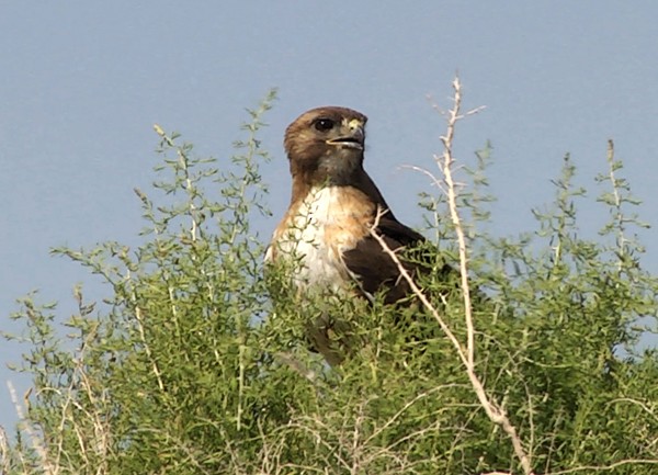 Red-tailed Hawk (calurus/alascensis) - Josep del Hoyo