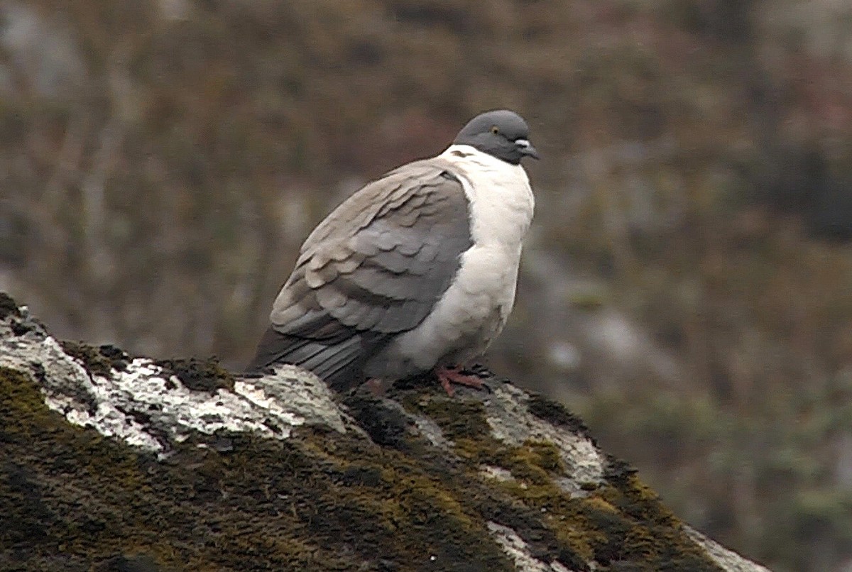 Snow Pigeon - ML205034301
