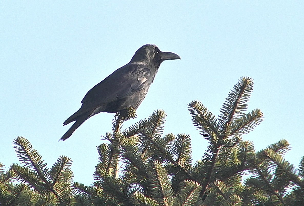 Large-billed Crow (Large-billed) - ML205034311