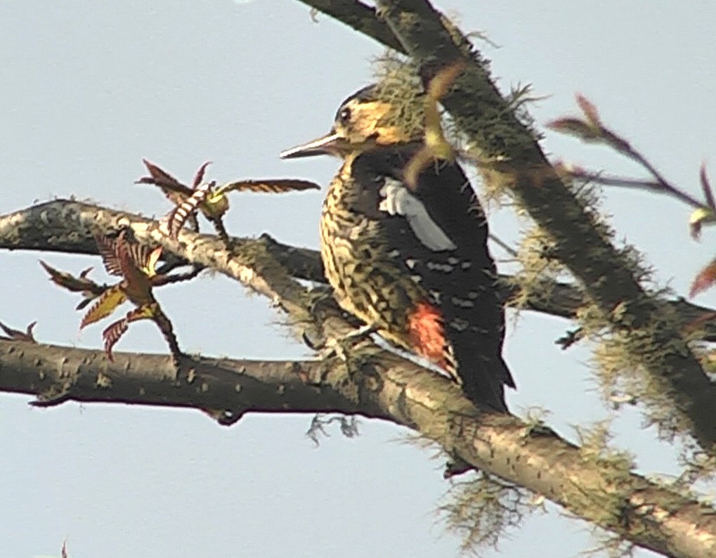 Darjeeling Woodpecker - Josep del Hoyo