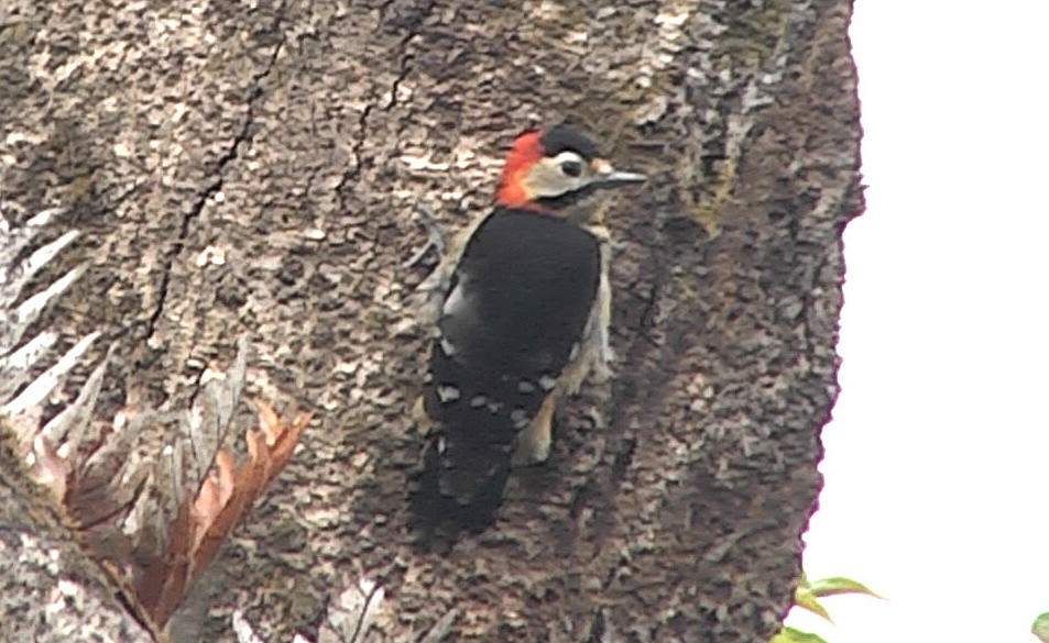 Crimson-naped Woodpecker - ML205034651