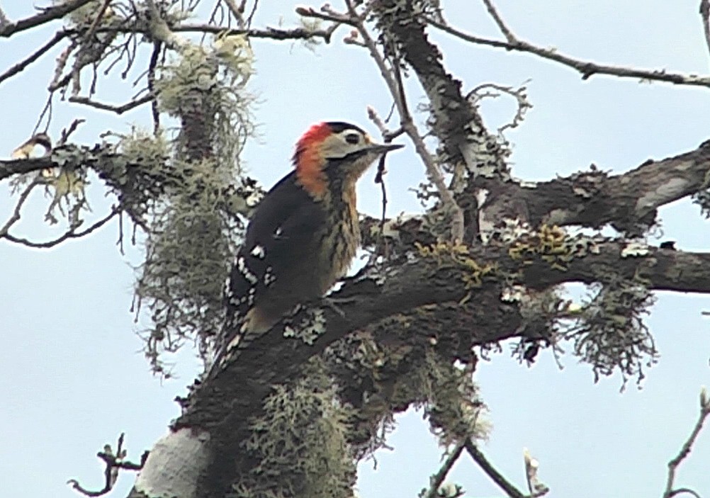 Crimson-naped Woodpecker - ML205034661