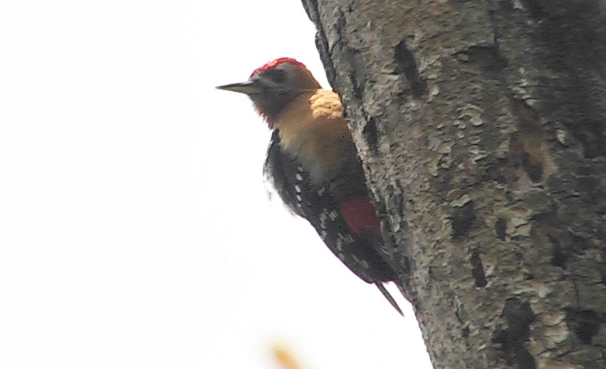 Rufous-bellied Woodpecker - ML205034671