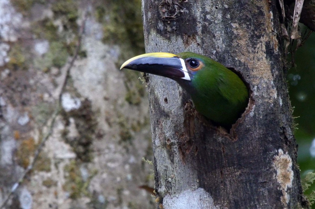 Southern Emerald-Toucanet (Andean) - ML205035021