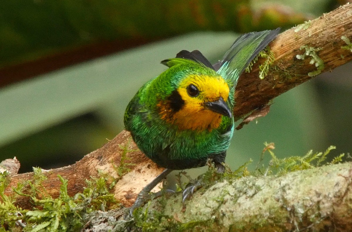 Multicolored Tanager - ML205035051