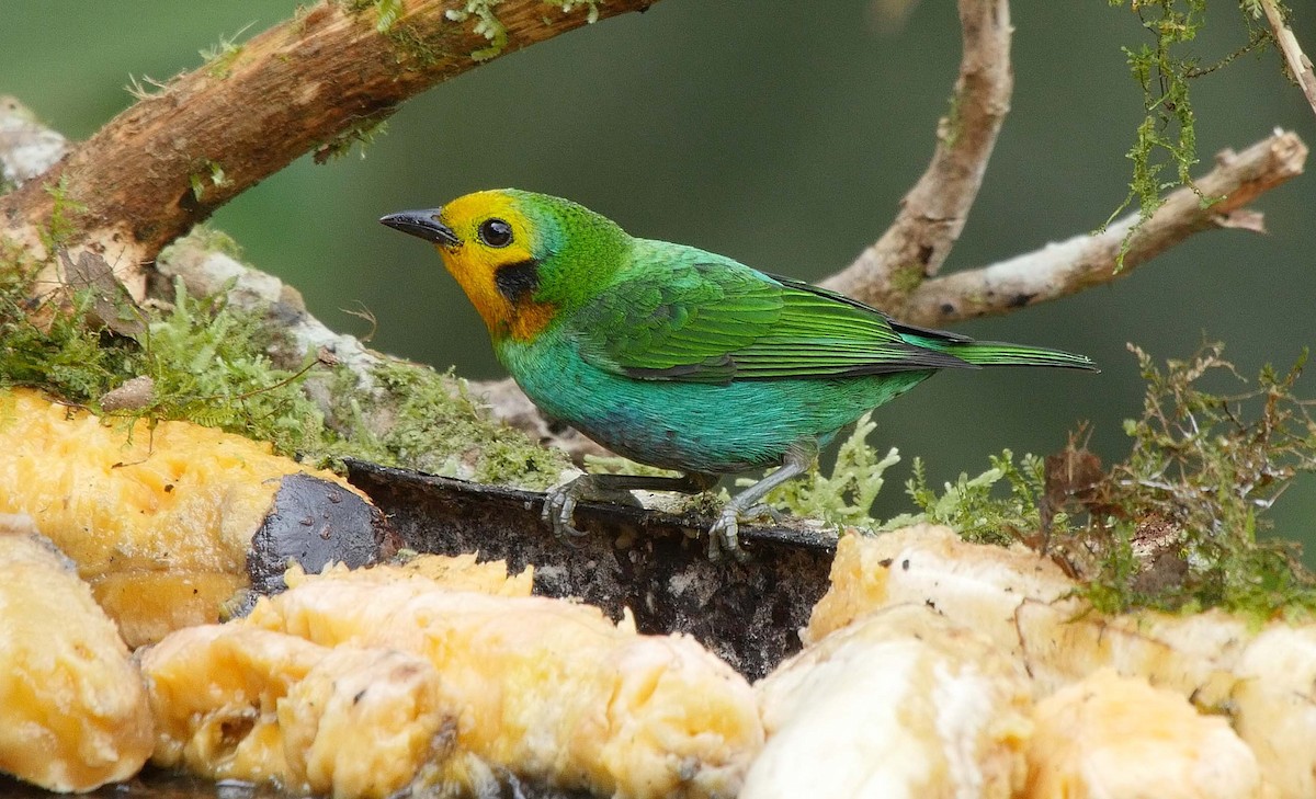 Multicolored Tanager - ML205035061