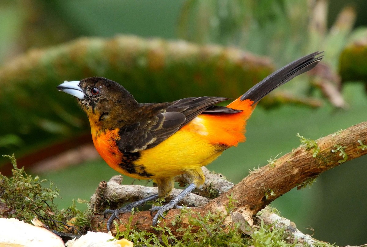 Flame-rumped Tanager (Flame-rumped) - Josep del Hoyo