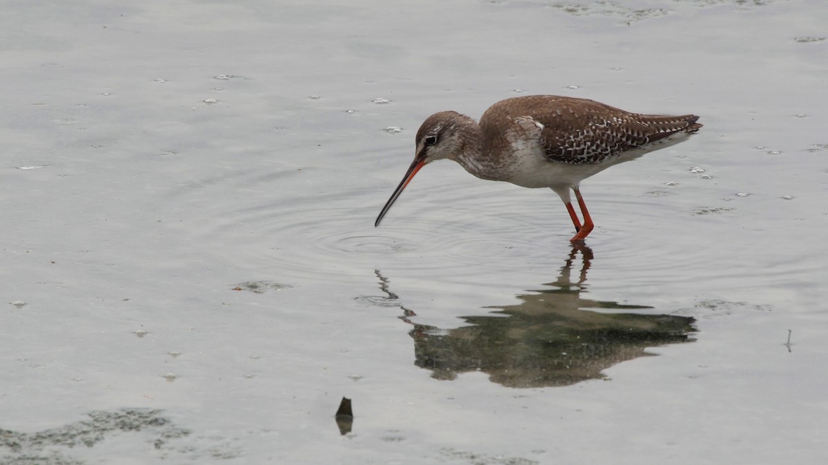 Spotted Redshank - ML205035241