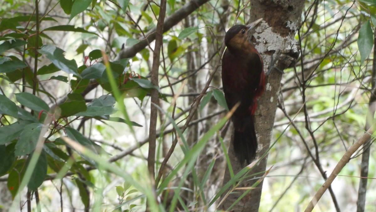 Okinawa Woodpecker - ML205035331