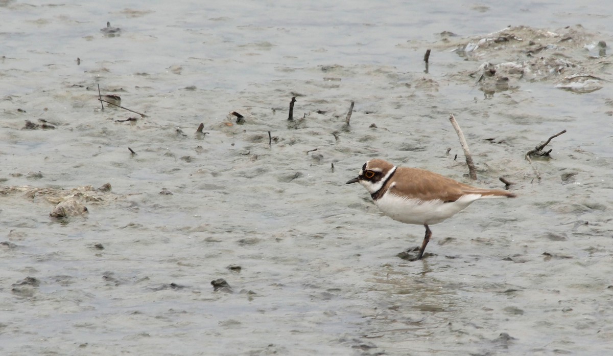 Little Ringed Plover (curonicus) - Josep del Hoyo