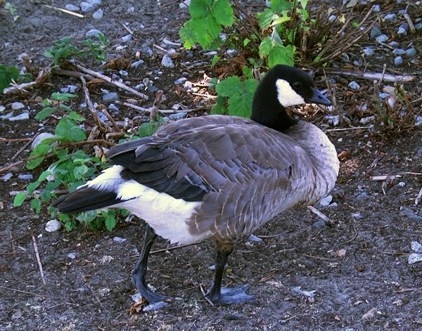 Cackling Goose (minima) - Josep del Hoyo