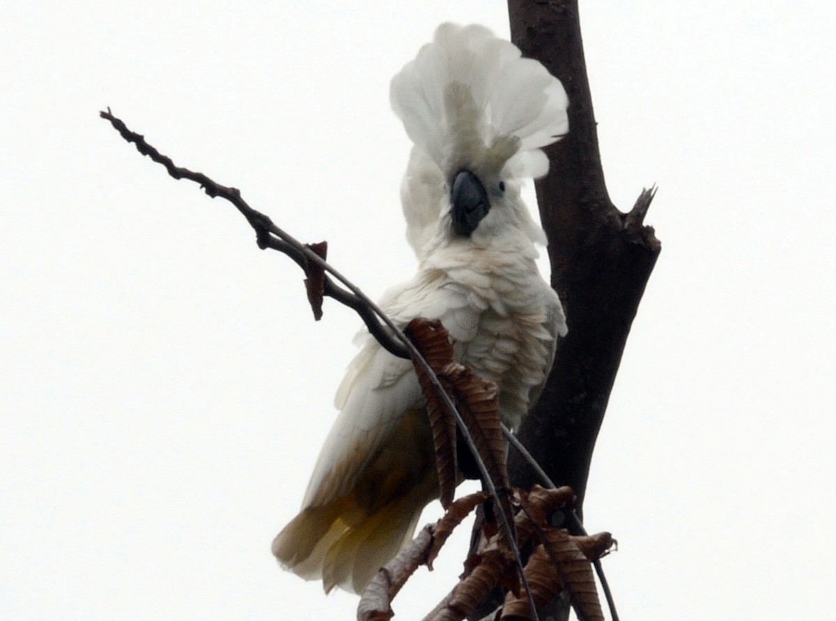 White Cockatoo - Josep del Hoyo
