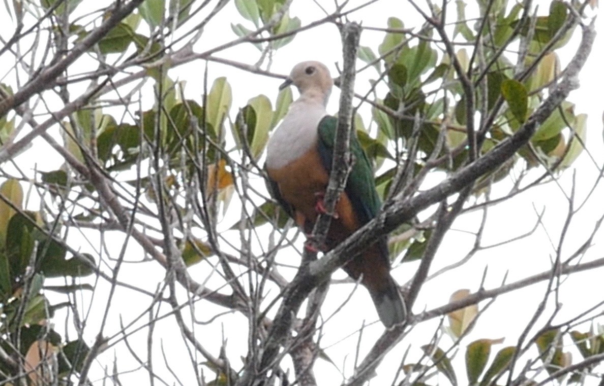Cinnamon-bellied Imperial-Pigeon (Gray-naped) - ML205036441