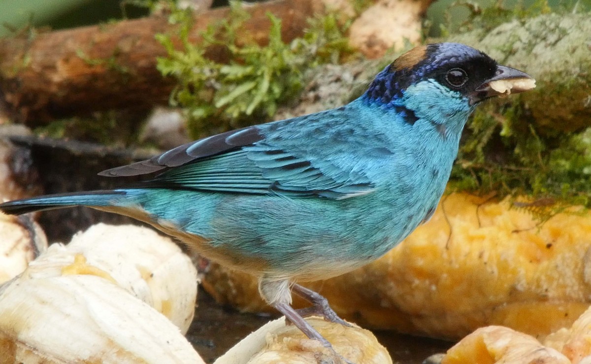 Golden-naped Tanager (Golden-naped) - ML205036531