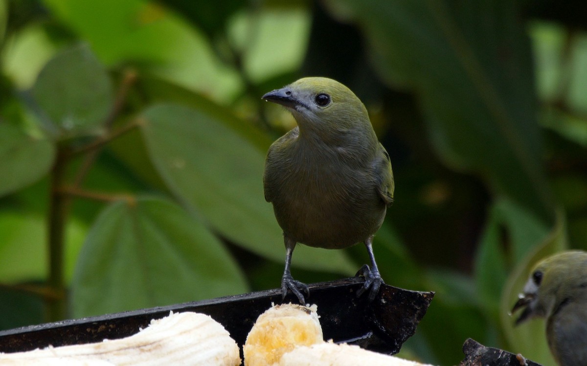 Palm Tanager - ML205036641