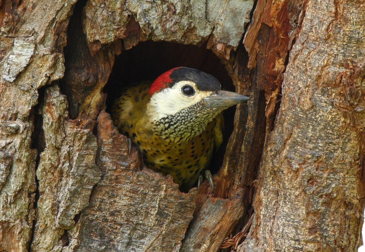 Spot-breasted Woodpecker - ML205036721