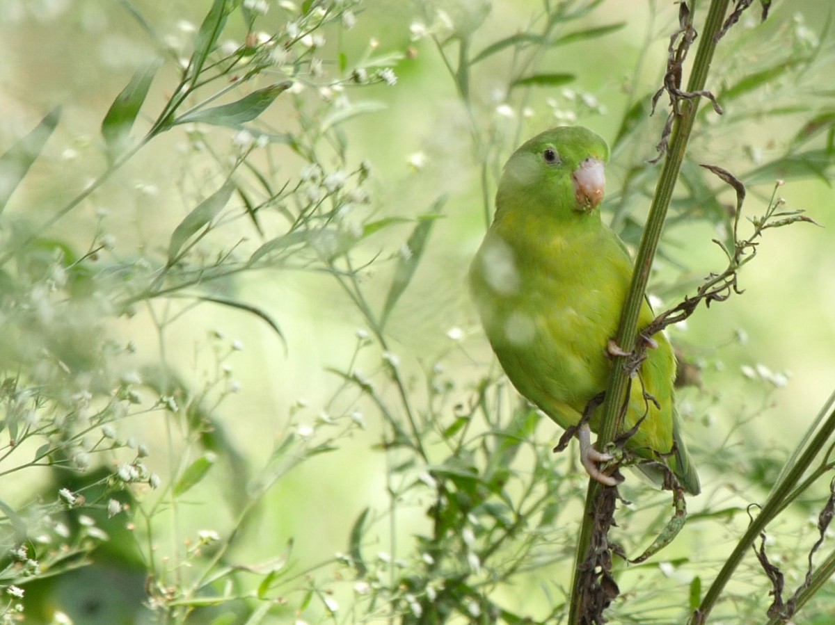 Spectacled Parrotlet - ML205036731