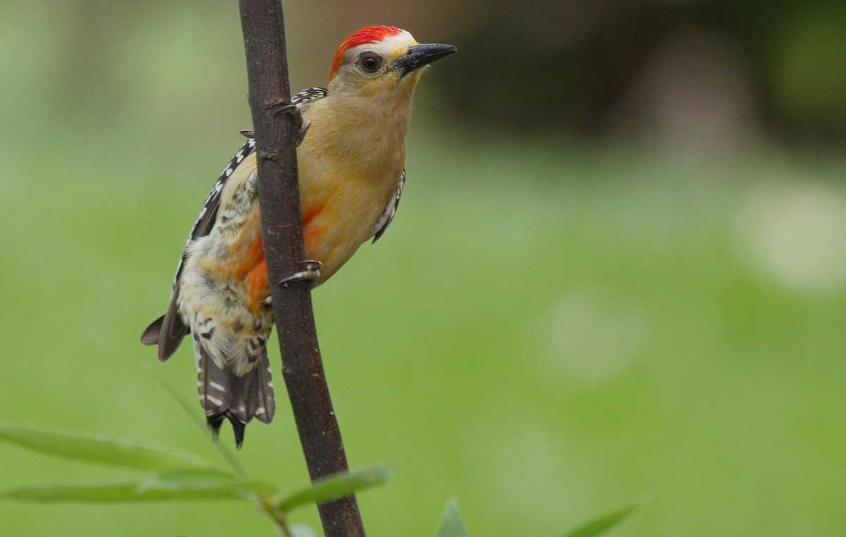 Red-crowned Woodpecker - ML205036741