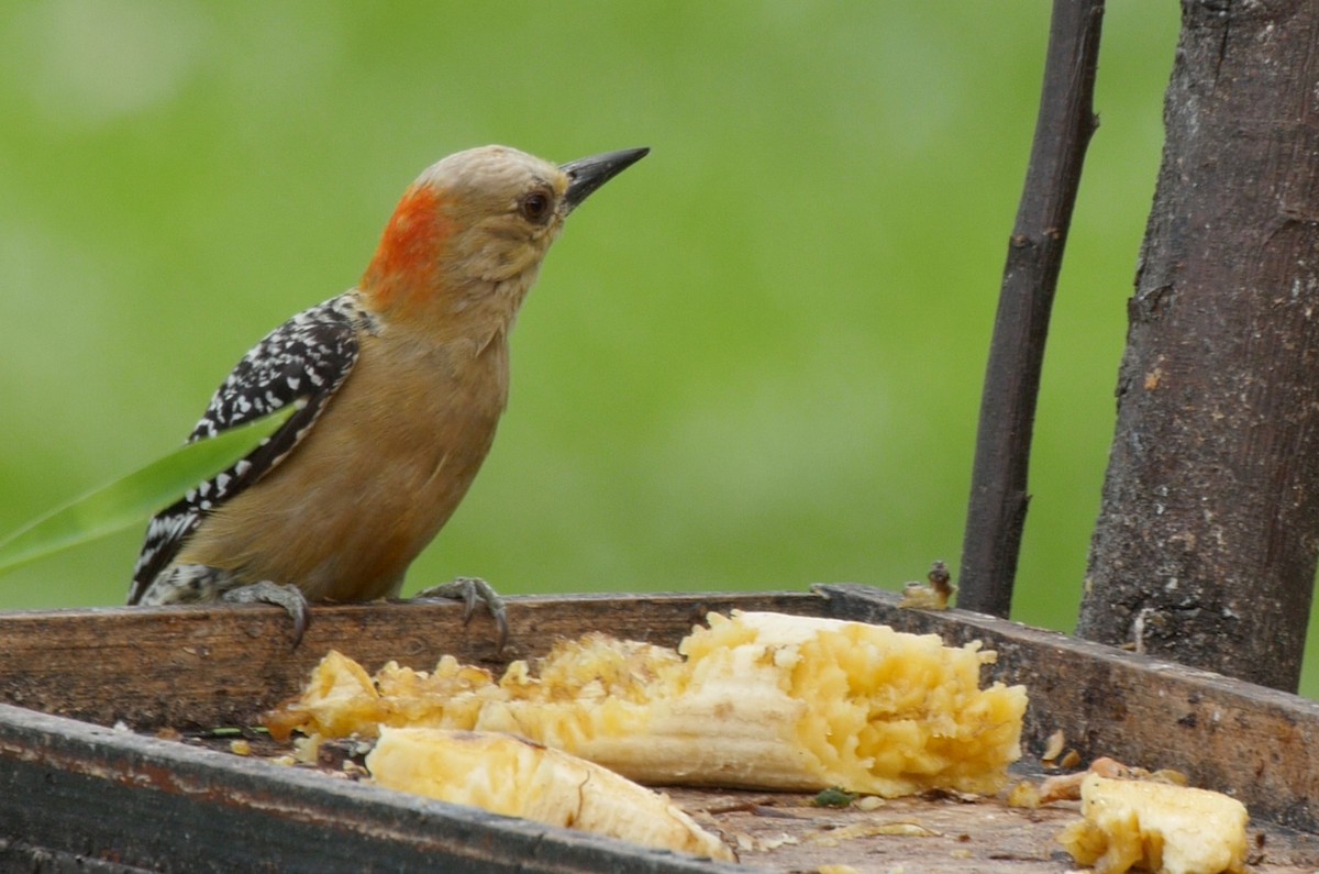 Red-crowned Woodpecker - ML205036751