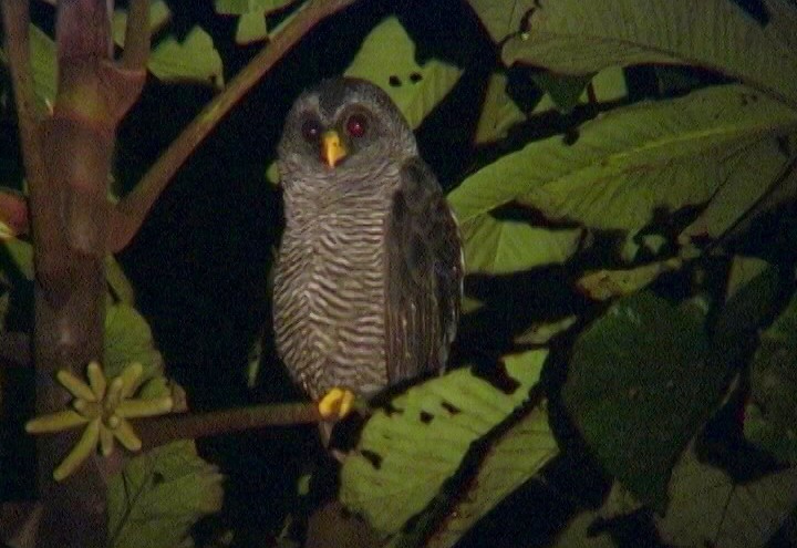 Black-banded Owl (San Isidro) - ML205036791