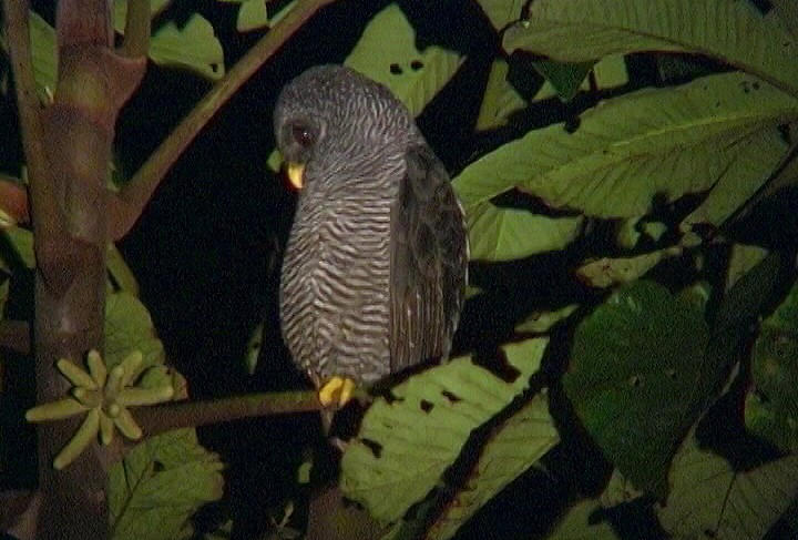 Black-banded Owl (San Isidro) - ML205036801