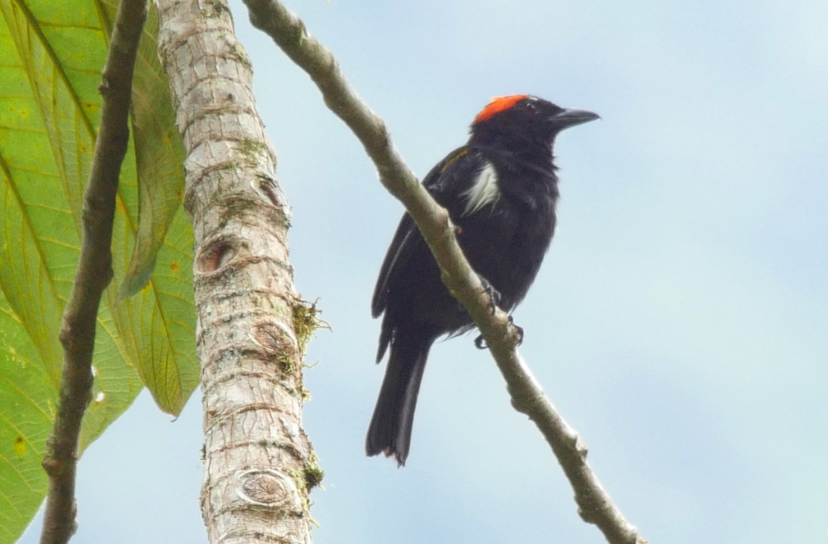 Scarlet-browed Tanager - ML205036911