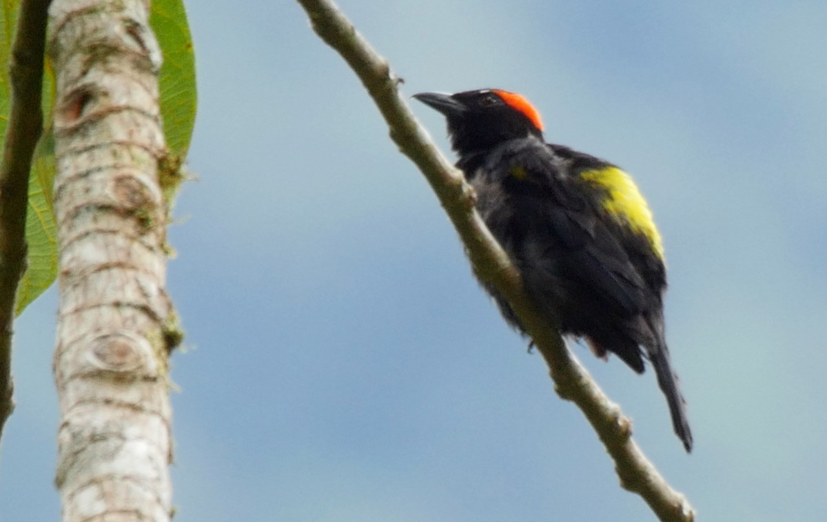 Scarlet-browed Tanager - ML205036931
