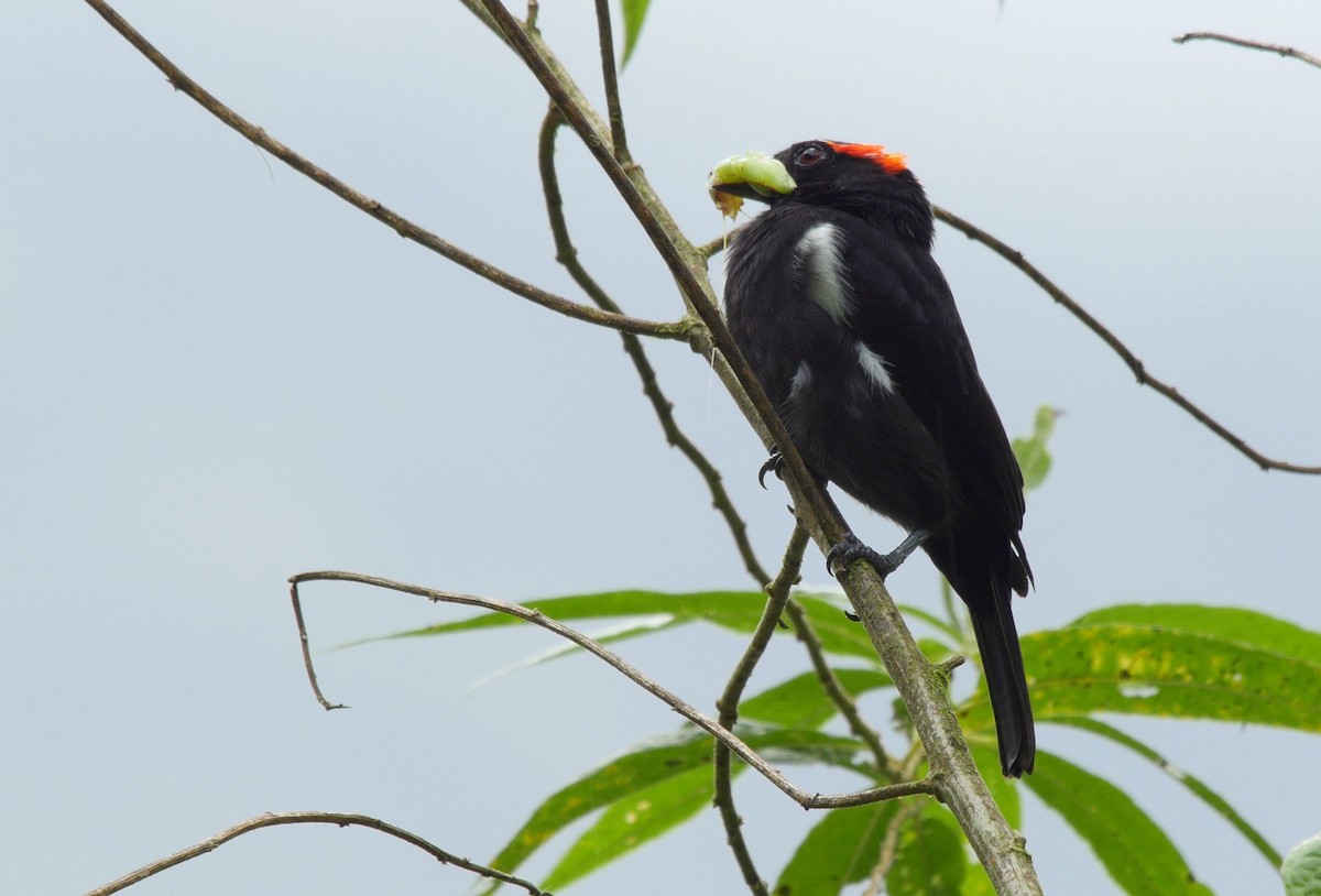 Scarlet-browed Tanager - ML205036941