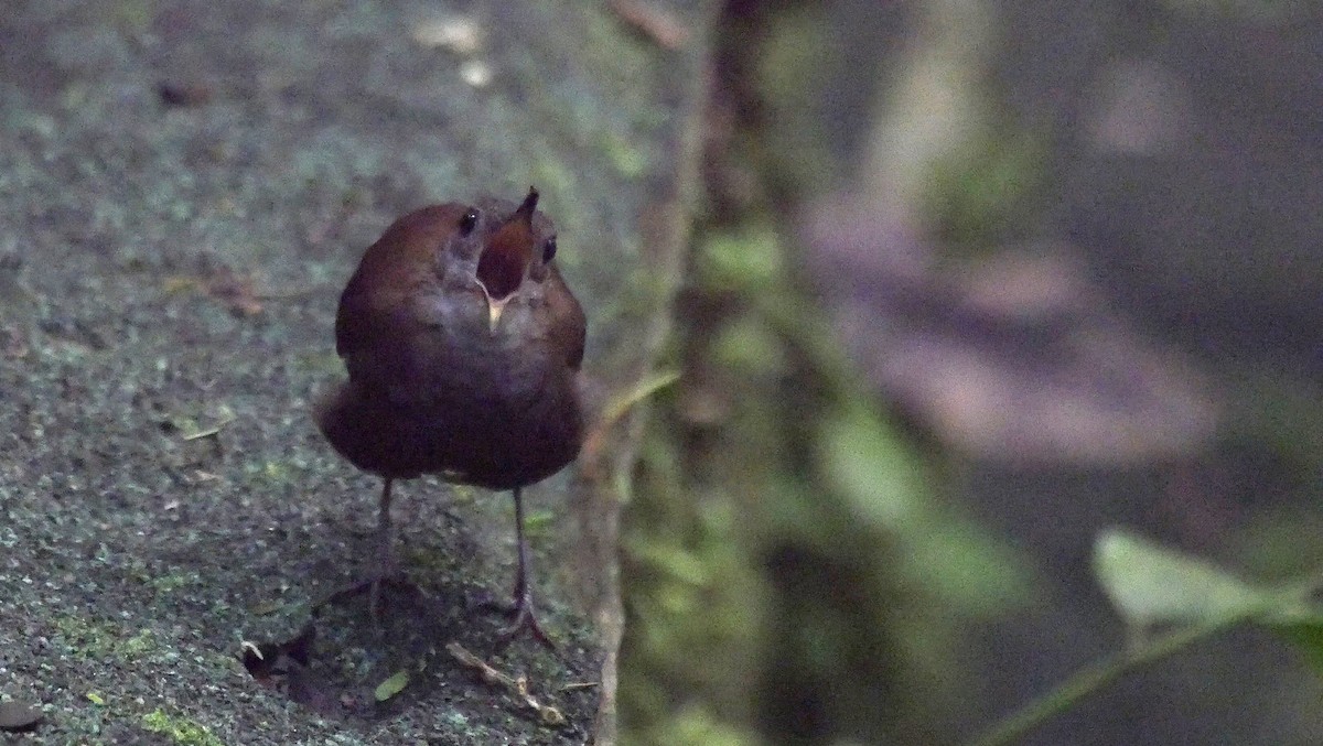 Scaly-breasted Wren (Whistling) - ML205037011
