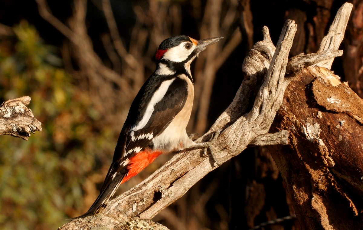 Great Spotted Woodpecker (Great Spotted) - Josep del Hoyo