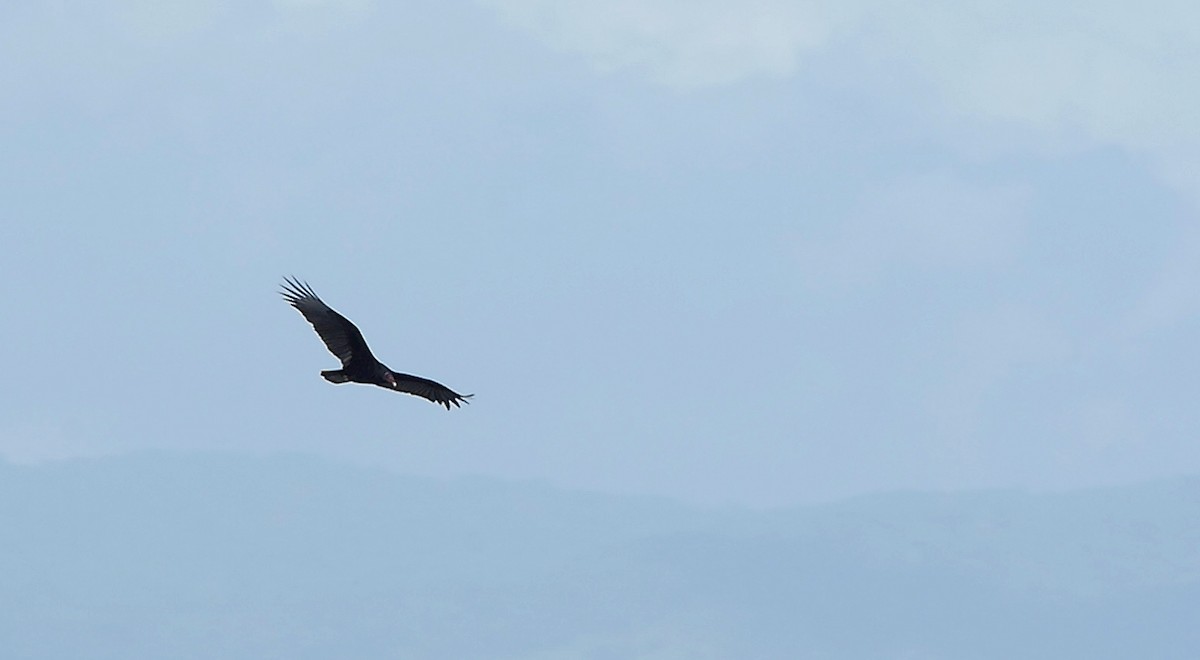 Turkey Vulture (Tropical) - ML205037231