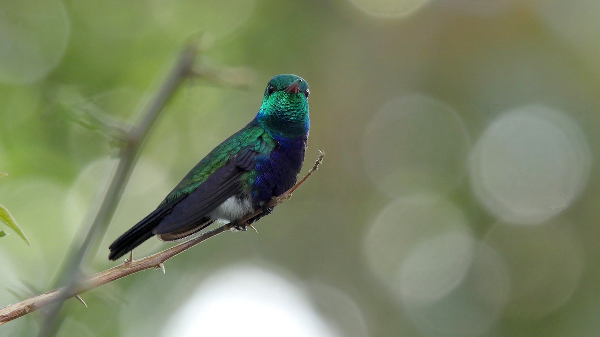 Violet-bellied Hummingbird - ML205037281