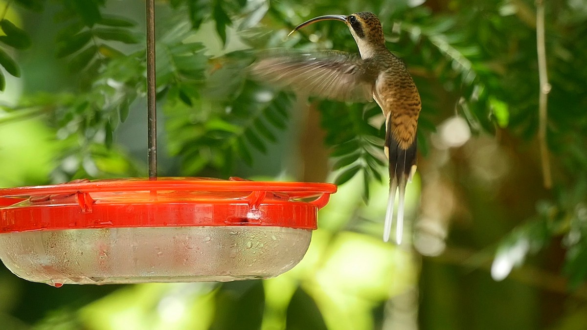 Long-billed Hermit (Central American) - ML205037311