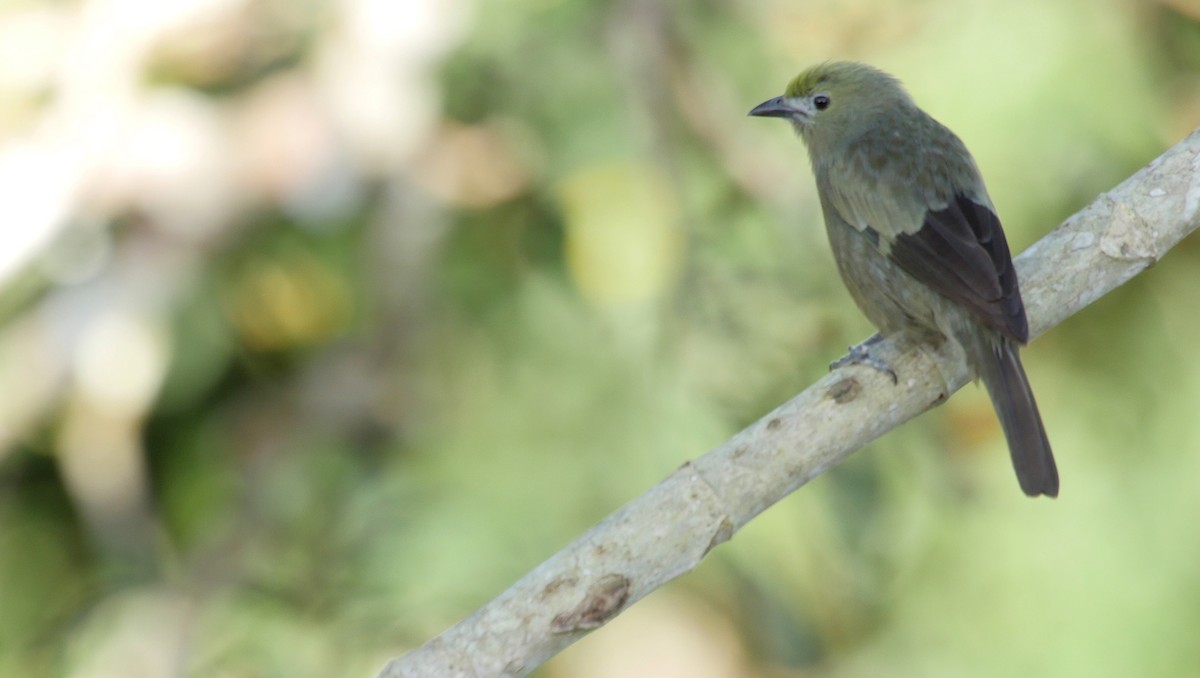 Palm Tanager - ML205037331