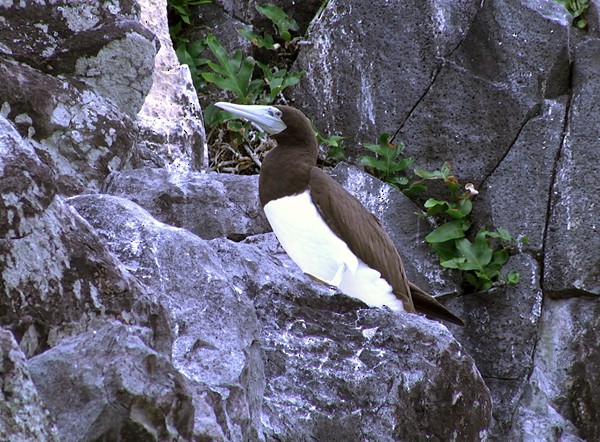 Brown Booby (Forster's) - ML205037401